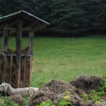 Cecchin Luigi - le pecore una tradizione di lamon